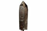 Massive Smoky Quartz Crystal ( lbs) - Brazil #206849-5